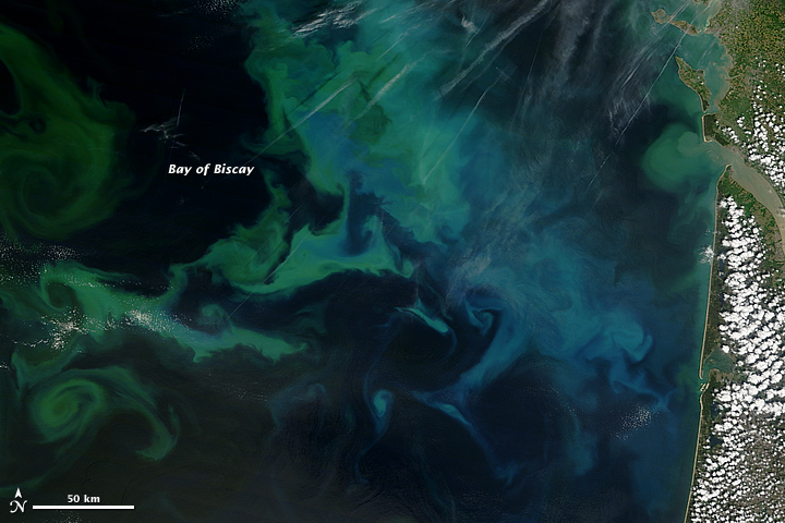 Beautiful Plankton Blooms Seen from Space